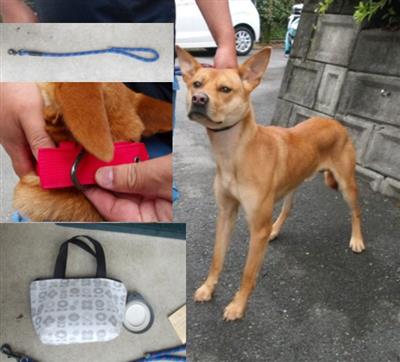 犬
