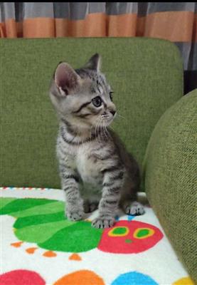 タミネタ
