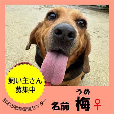 梅