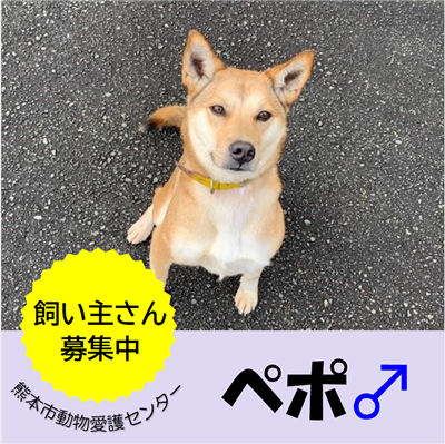 ペポ