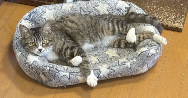 ナナちゃんの画像