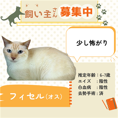 フィセル