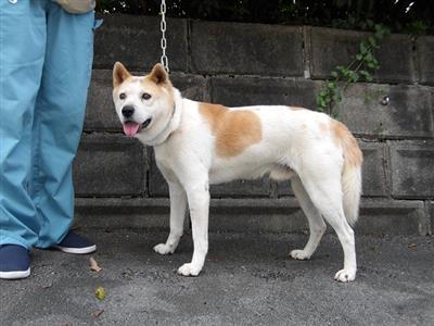 犬