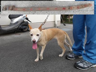 犬、首輪