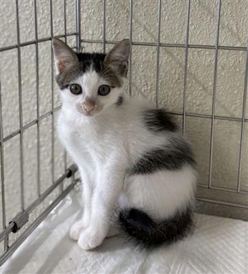 まさお