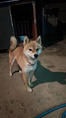 犬の写真