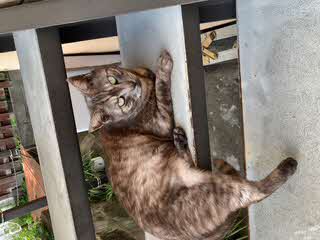 猫の写真