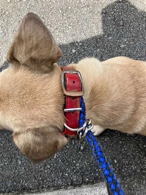 犬
