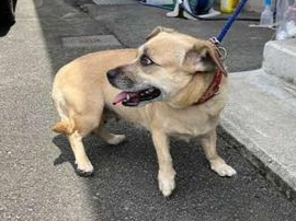 犬