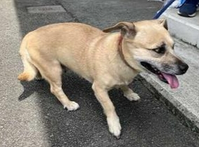 犬