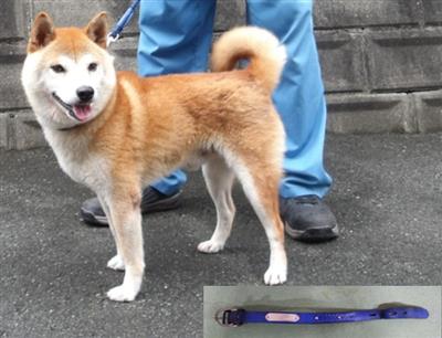 犬