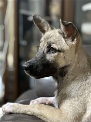 犬の写真