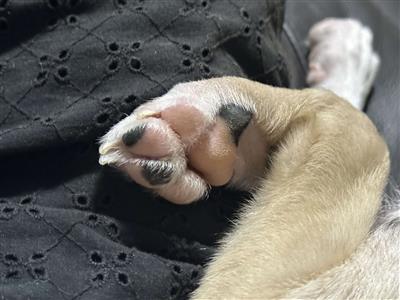 犬の写真