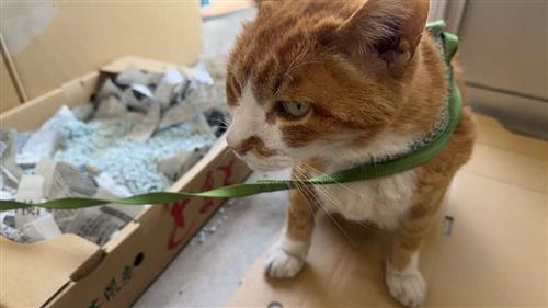 猫の写真