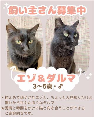 だるまえぞ
