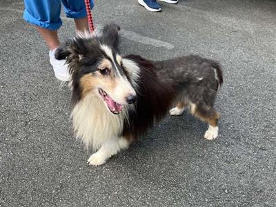 犬
