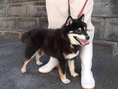 犬