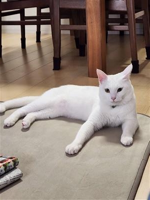 猫の写真