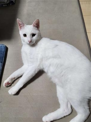猫の写真