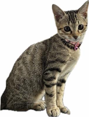 猫の写真