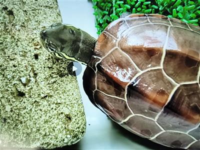 クサガメの写真