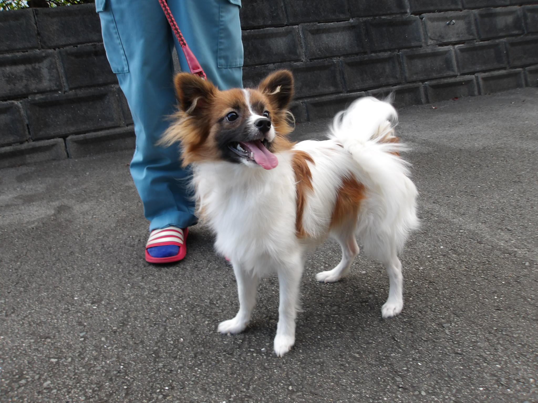 10.07横手　犬