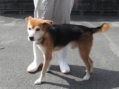 犬