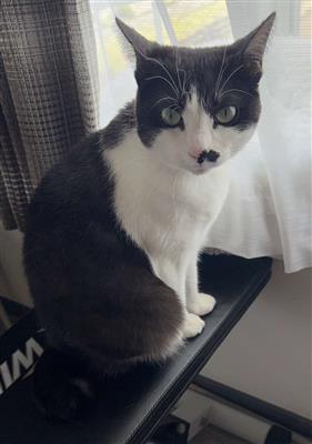 猫