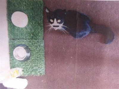 譲渡後　るみちゃん