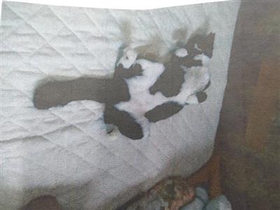 譲渡後るみちゃん