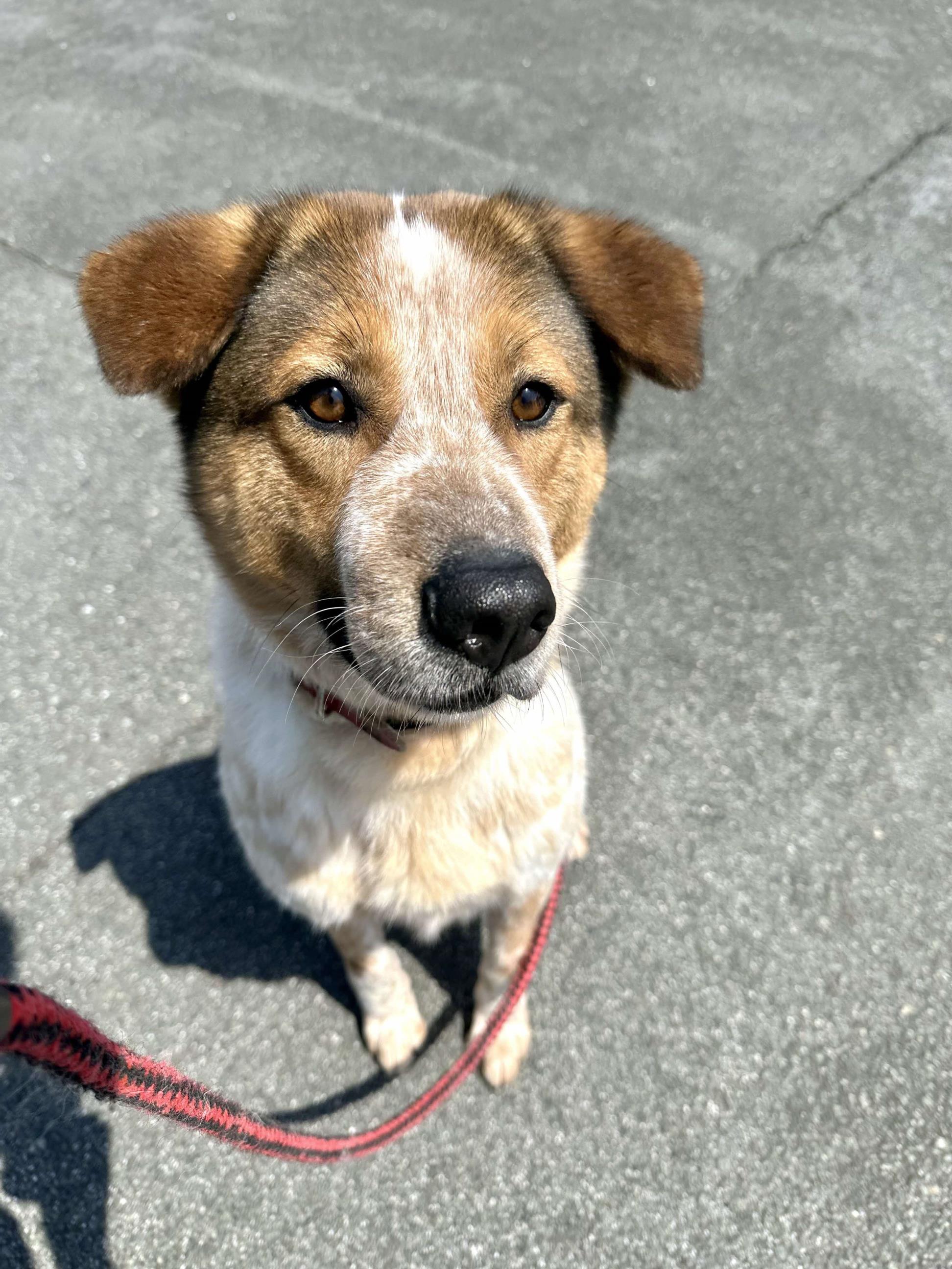 ぺークル ぺークル