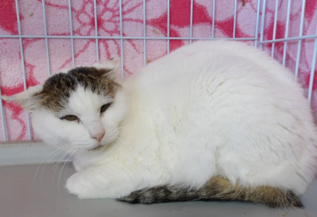 エムシーの画像