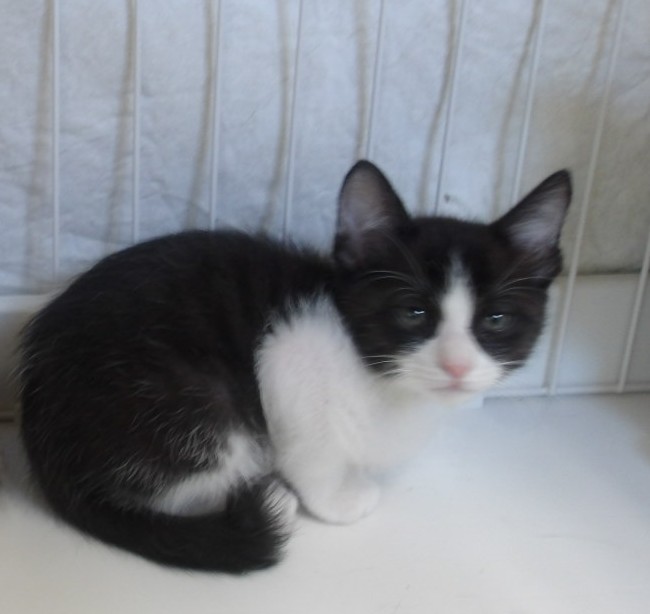 レイビスの画像