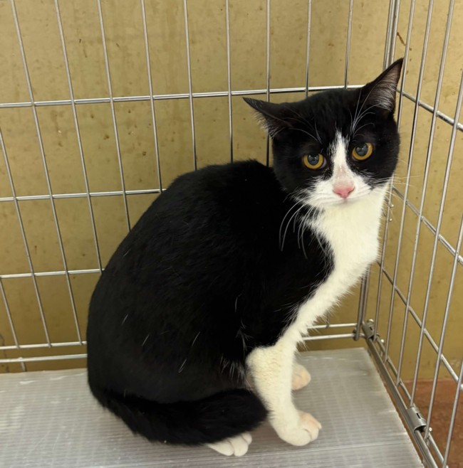 リャーニの画像