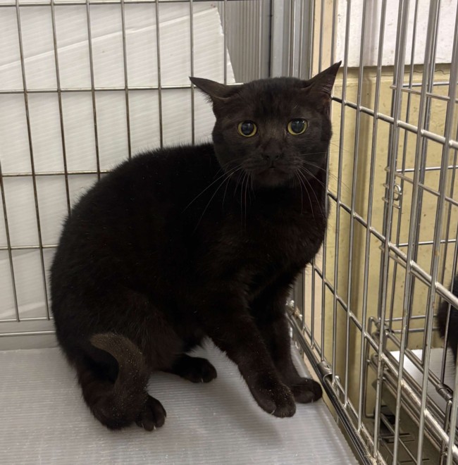 バタールの画像