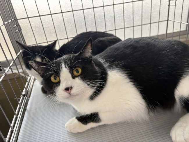 マルコナの画像