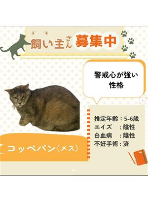 ねこ