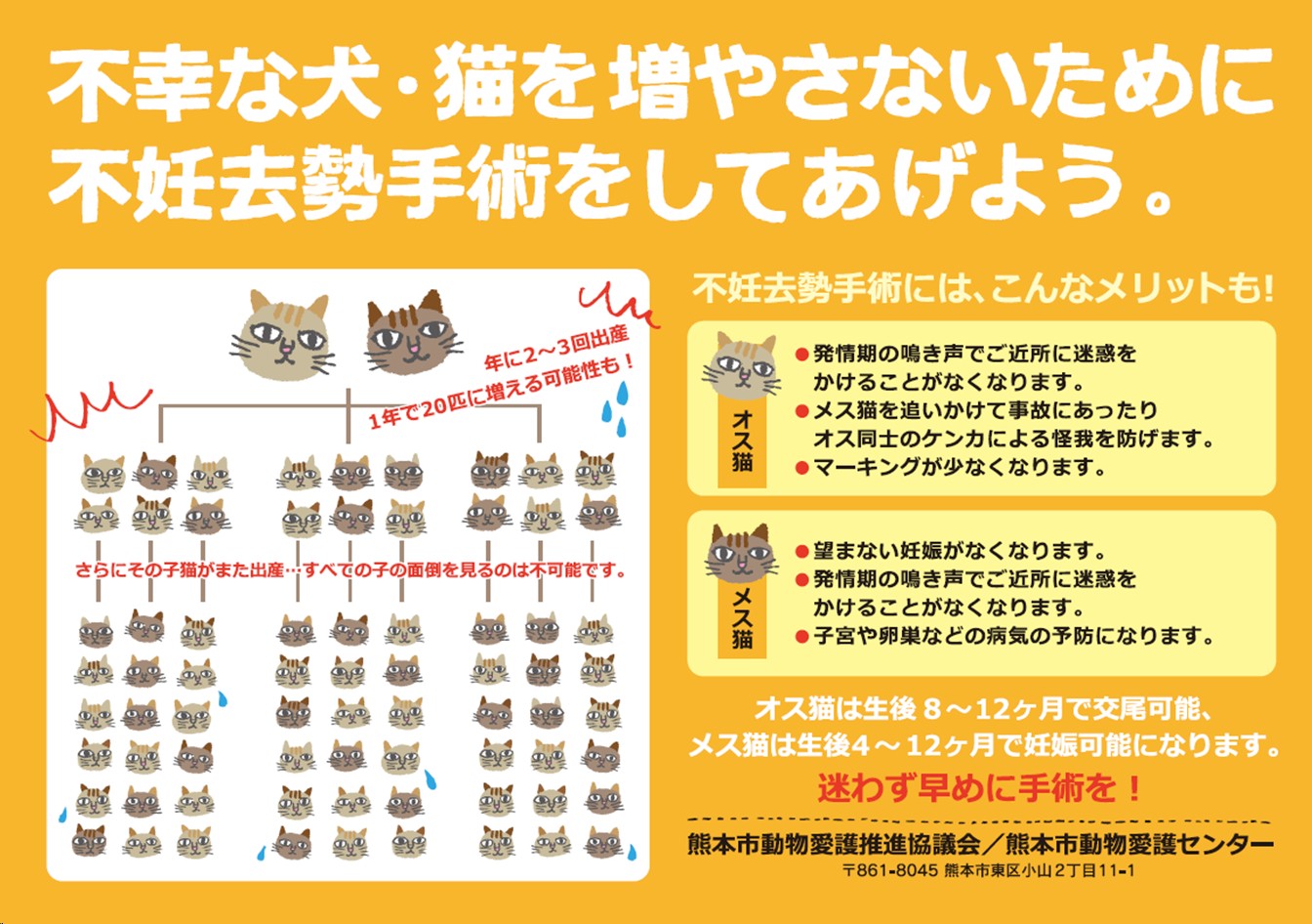 猫繫殖チラシ
