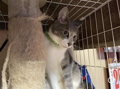 ねこ