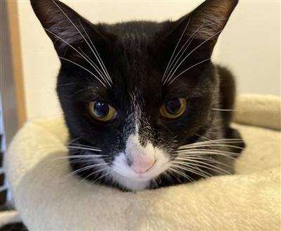 ねこ1