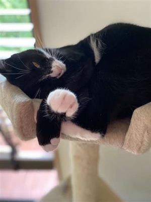 ねこ2