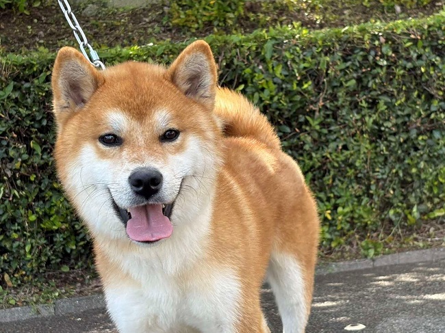 ちゃのすけ