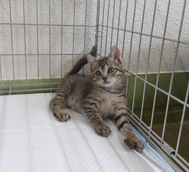 はち
