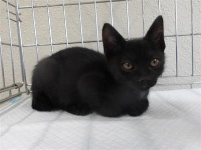 こねこ