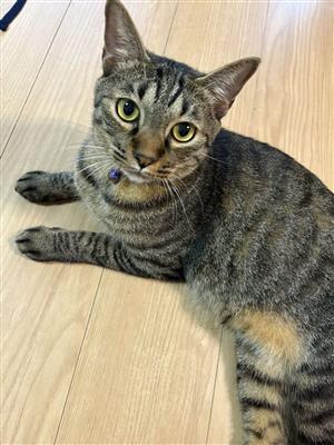 ねこ1
