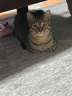 ねこ2