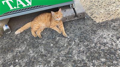 白石さん猫1