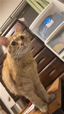 白石さん猫2