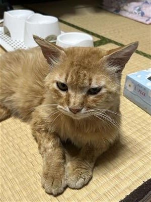 畦森さん猫1