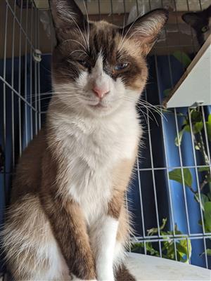 ねこ1